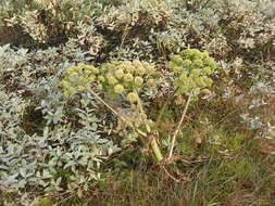 Image of Angelica archangelica subsp. archangelica