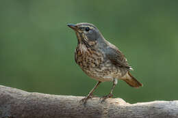 Image of Black-throated Thrush