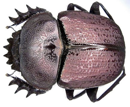 Image of <i>Kheper platynotus</i> (Bates 1888)