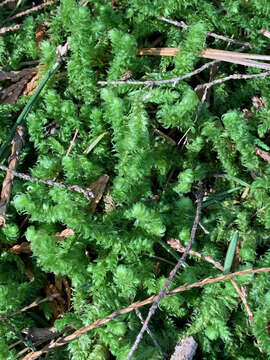 Image of robust rhytidiopsis moss