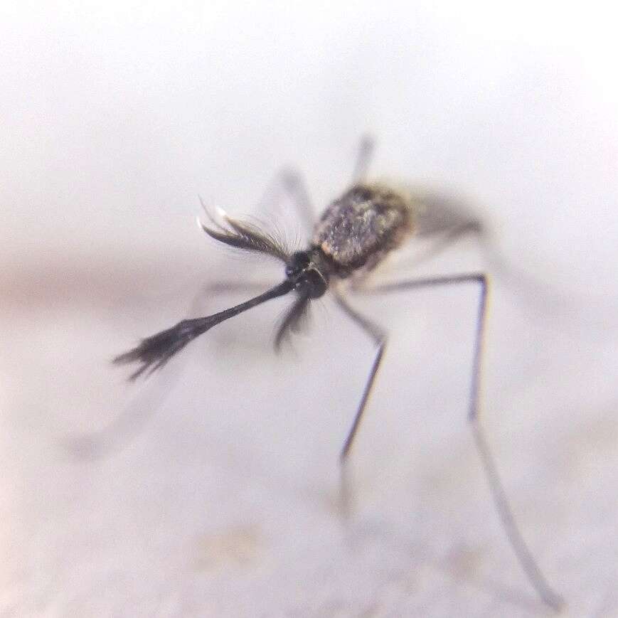 Image of Aedes scapularis (Rondani 1848)