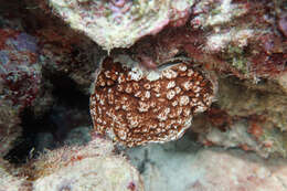 Image of fragile saucer coral