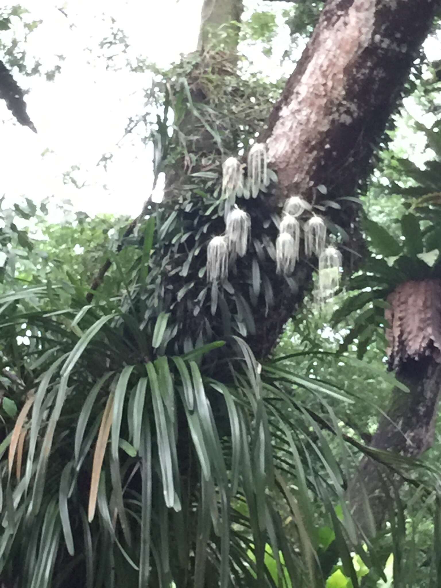 Image of Medusa's Bulbophyllum