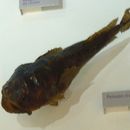 Image of Lusitanian Toadfish
