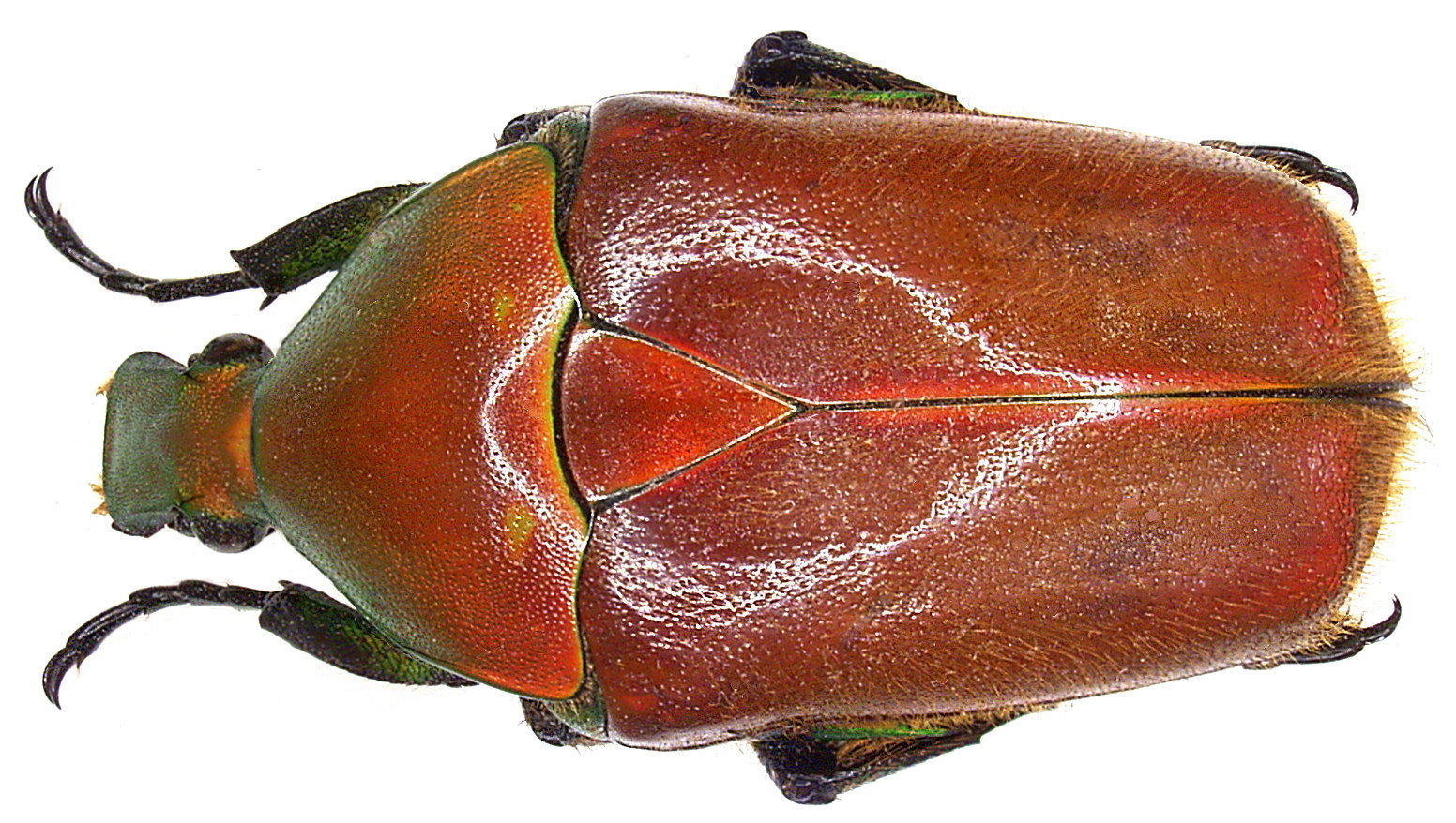 Image of <i>Torynorrhina pilifera</i> (Moser 1914)