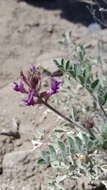 Imagem de Astragalus malacus A. Gray