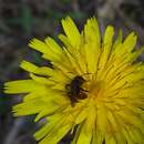 Image of Andrena krausiella Gusenleitner 1998