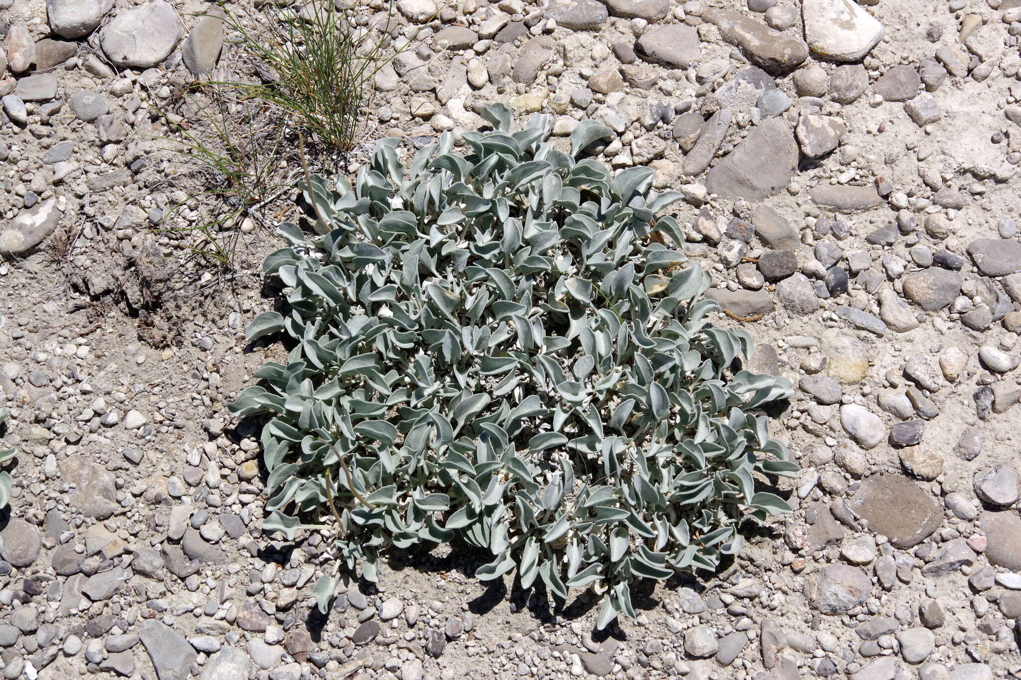 Image of nakedstem sunray