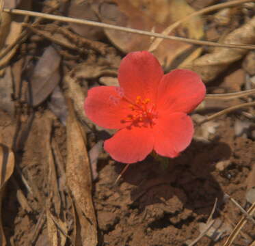 صورة Hibiscus rhodanthus Gürke ex Schinz