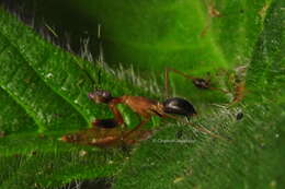 صورة Hapalopezella maculata Kirby 1904