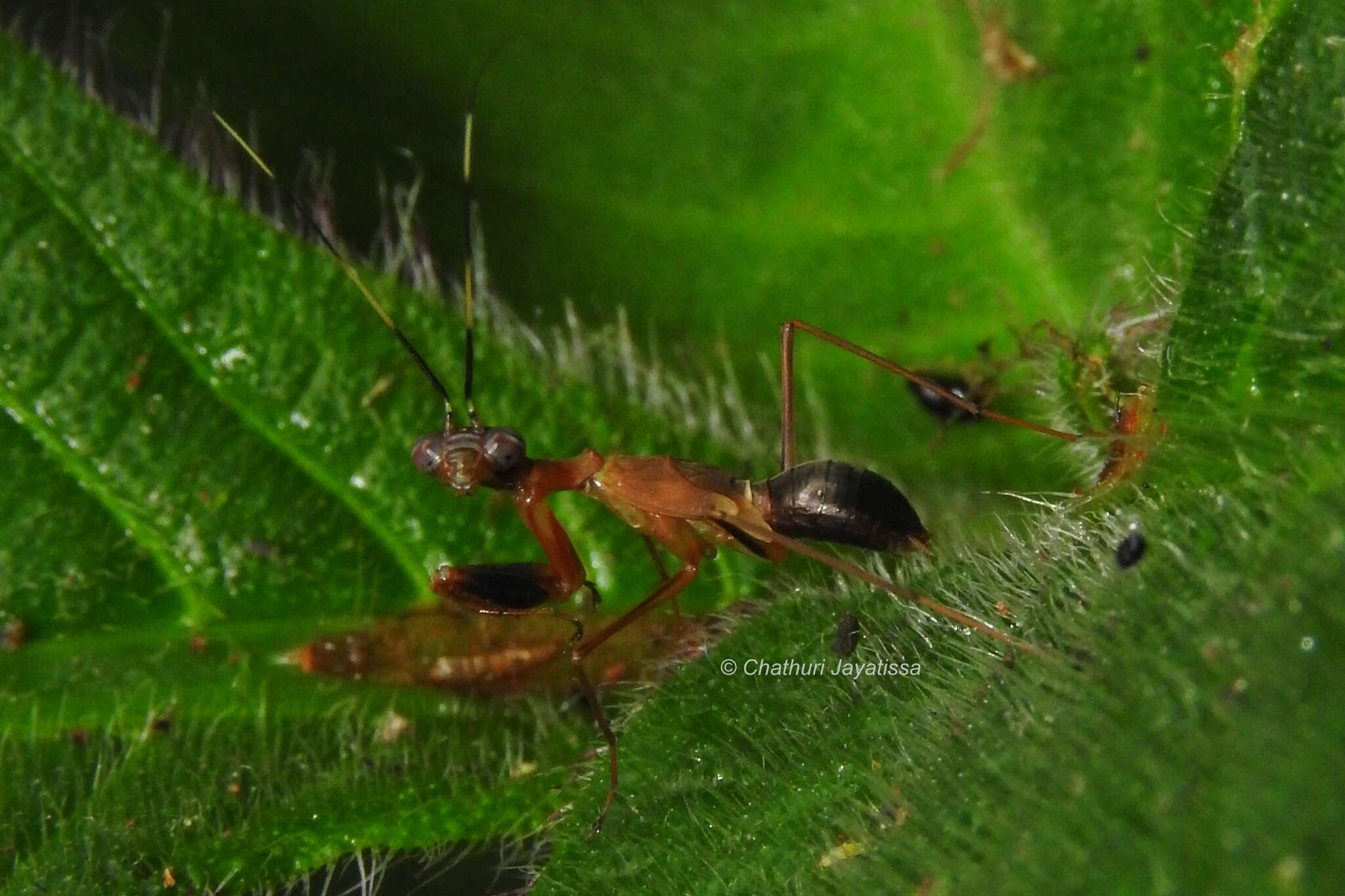 Imagem de Hapalopezella maculata Kirby 1904