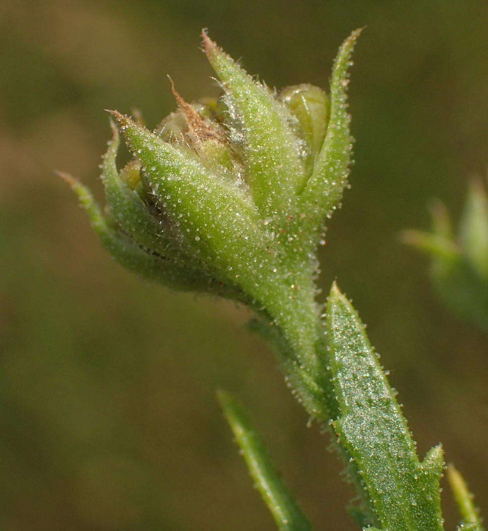 Image of Osteospermum muricatum subsp. muricatum