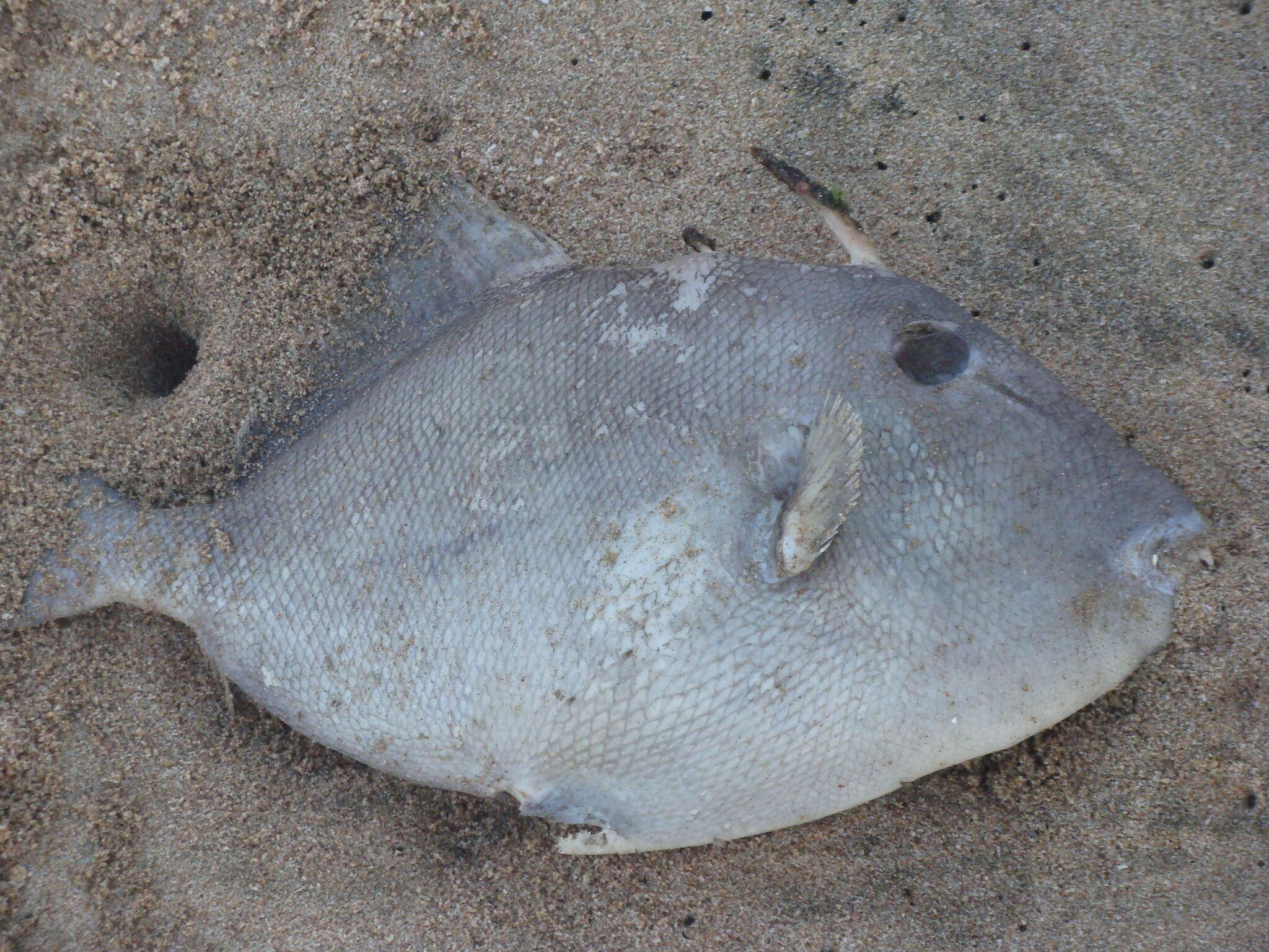 Image of Finescale Triggerfish