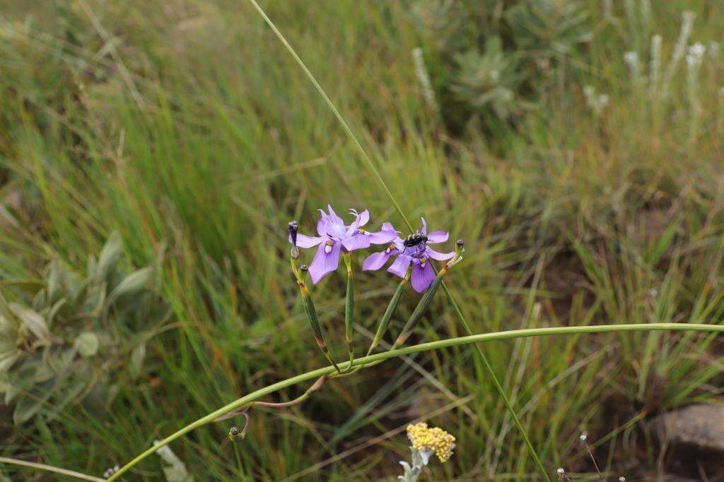 Moraea inclinata Goldblatt resmi