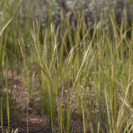 Image of Austrostipa nitida (Summerh. & C. E. Hubb.) S. W. L. Jacobs & J. Everett