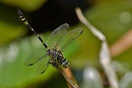 صورة Ictinogomphus australis (Selys 1873)