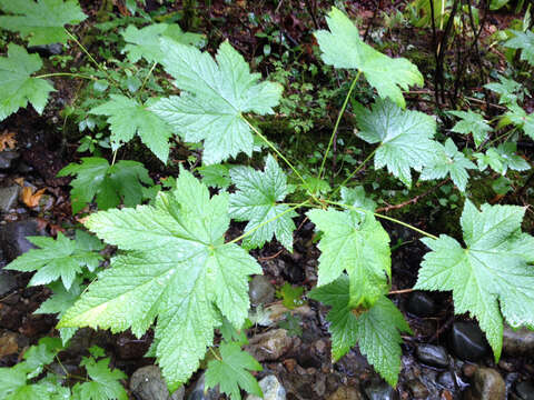 Image of stink currant