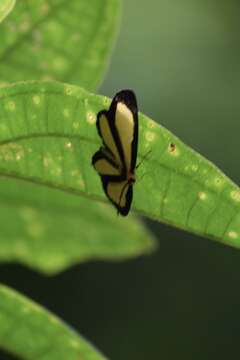 Image de Mesenopsis bryaxis (Hewitson 1870)