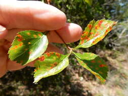 Plancia ëd Crataegus viridis var. glabriuscula (Sarg.) J. B. Phipps