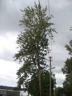 Image of Populus longifolia