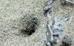 Image of Pacific Coast Tiger Beetle