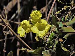 Image of Adenocalymma paulistarum Bur. ex K. Schum.