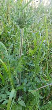 Image of Daucus carota subsp. maximus (Desf.) Ball