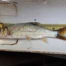 Image of Bushveld smallscale yellowfish