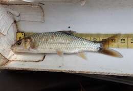 Image of Bushveld smallscale yellowfish