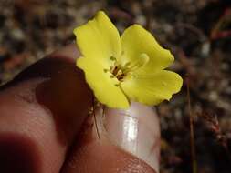 Image of Mojave suncup