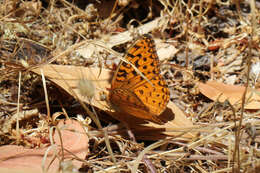 Image of Adiaste Fritillary