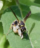 Image of Parancistrocerus leionotus (Viereck 1906)