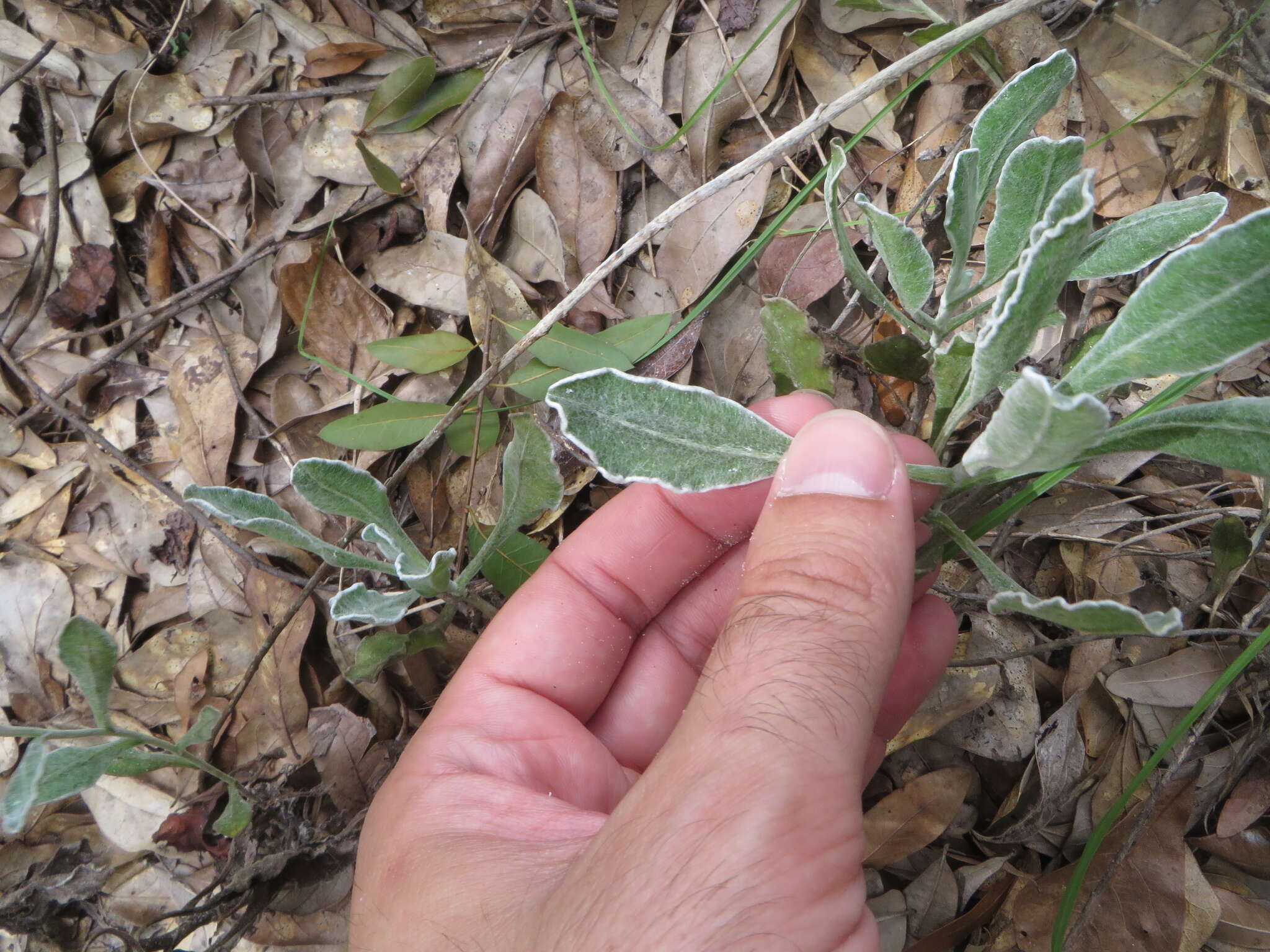 Image of Florida goldenaster