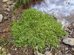 Image of Stellaria arvalis Fenzl ex F. Phil.