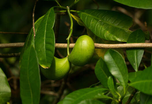 Imagem de Tabernaemontana alba Mill.