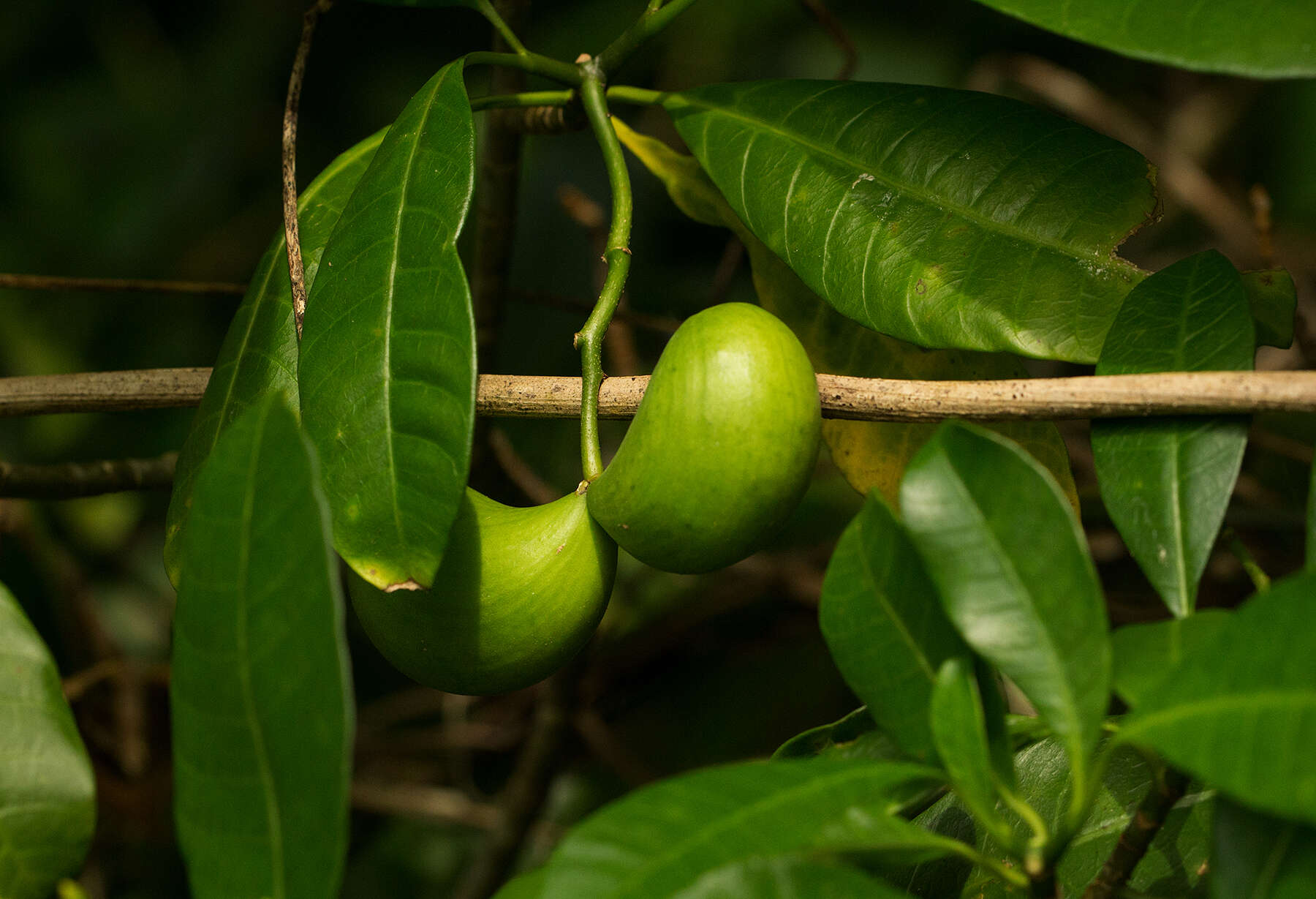 Imagem de Tabernaemontana alba Mill.