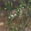 Image of Erica pectinifolia Salisb.