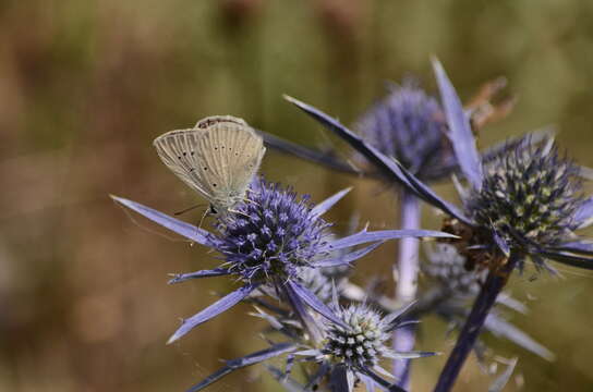 Imagem de <i>Polyommatus dolus</i>