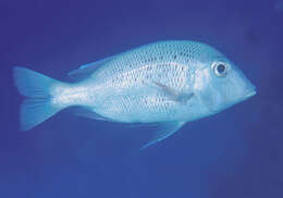 Image of Japanese large-eye bream