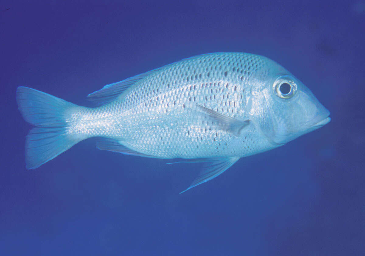 Image of Japanese large-eye bream