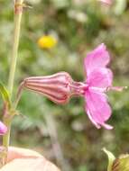 Imagem de Silene colorata subsp. colorata