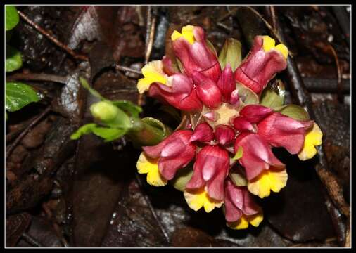 Image of Curcuma mutabilis