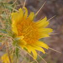 Sivun Berkheya spinosissima (Thunb.) Willd. kuva