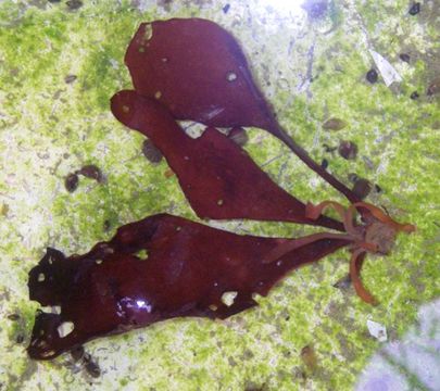 Image of <i>Halymenia latifolia</i>