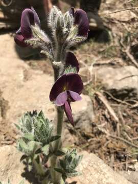 Image of Thermopsis barbata Benth.