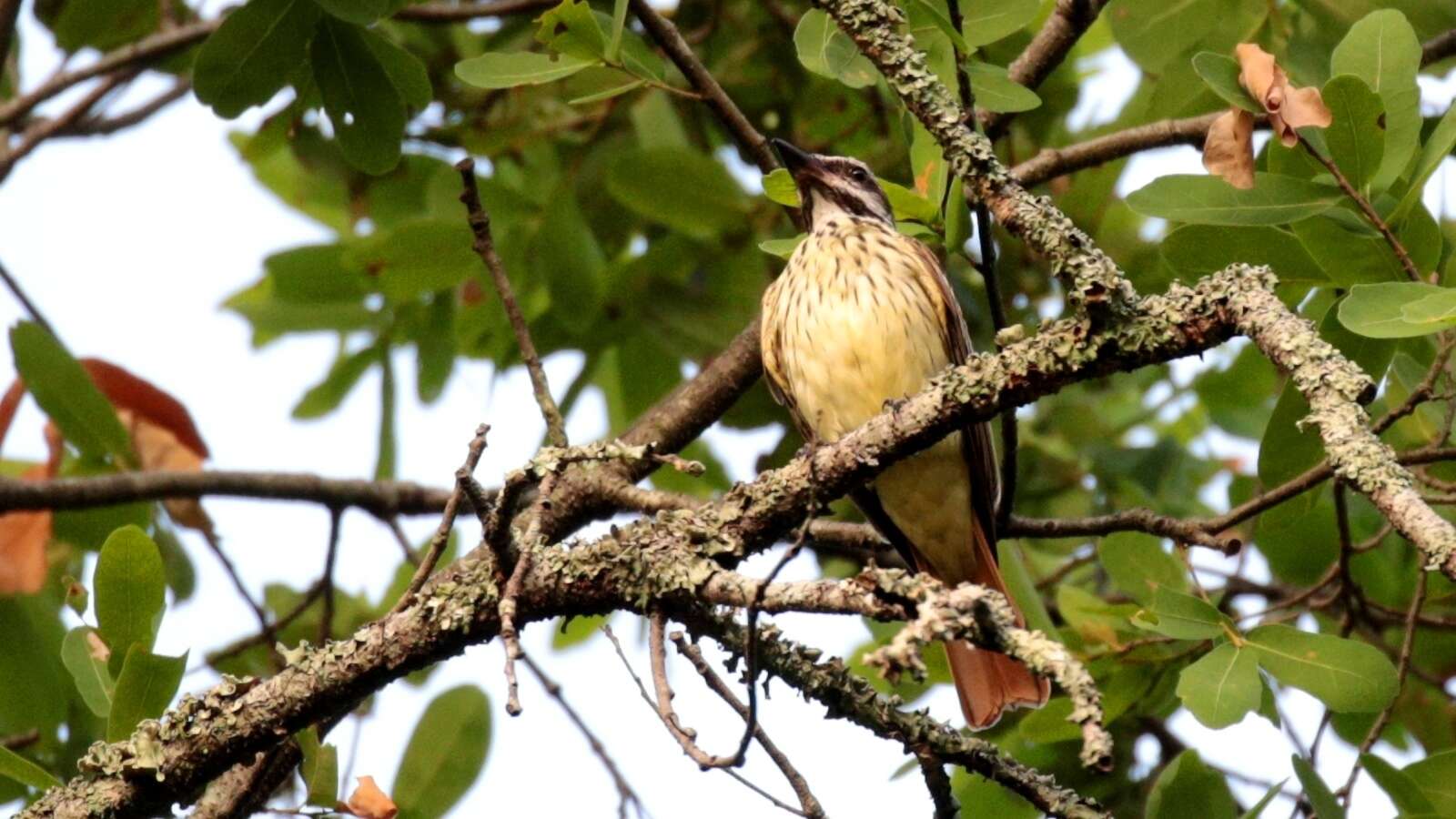 Image of Sulphur-bellied Flycatcher