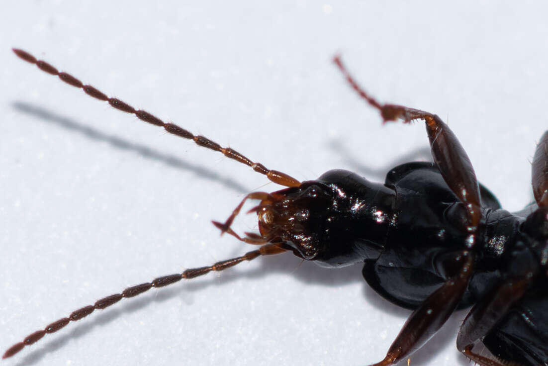 Image of Agonum (Europhilus) fuliginosum (Panzer 1809)