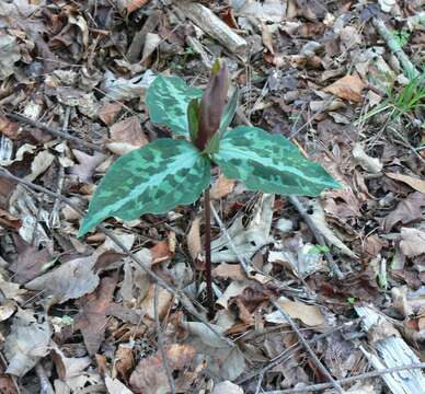 Image de Trillium decipiens J. D. Freeman