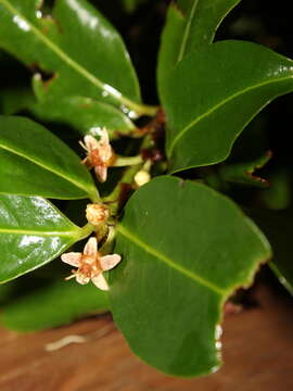 Image of Erythroxylum macrophyllum Cav.