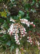 Image of Gaultheria paniculata B, L. Burtt & A. W. Hill